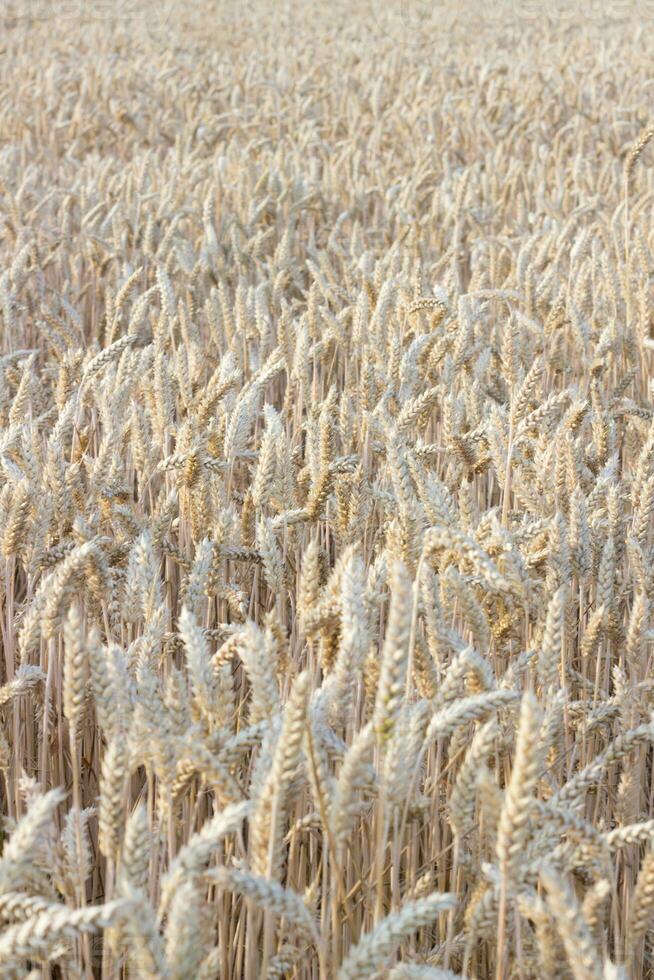 dichtbij omhoog visie van tarwe oren, veld- van tarwe Aan juli dag. zomer oogsten periode, ecologisch landbouw. wereld honger probleem ten gevolge naar de oorlog in oekraïne.selectief focus. foto