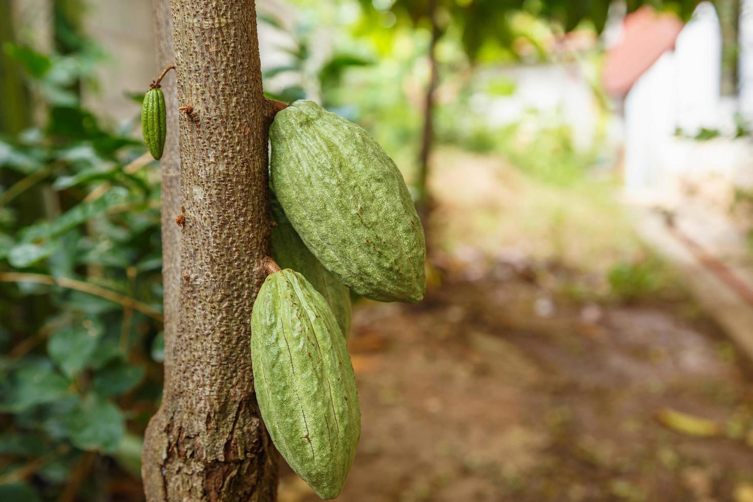 verse groene niet-geoogste cacaopeulen foto