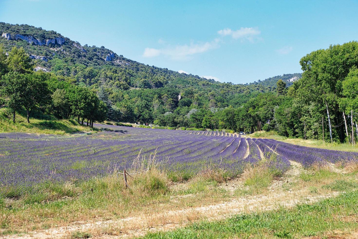 lavendelveld in provence frankrijk foto