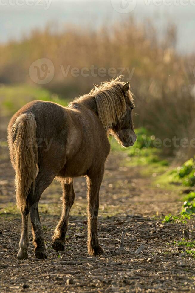 visie van achter van een jong bruin paard rennen langs een aarde weg, Bij zonsondergang. foto