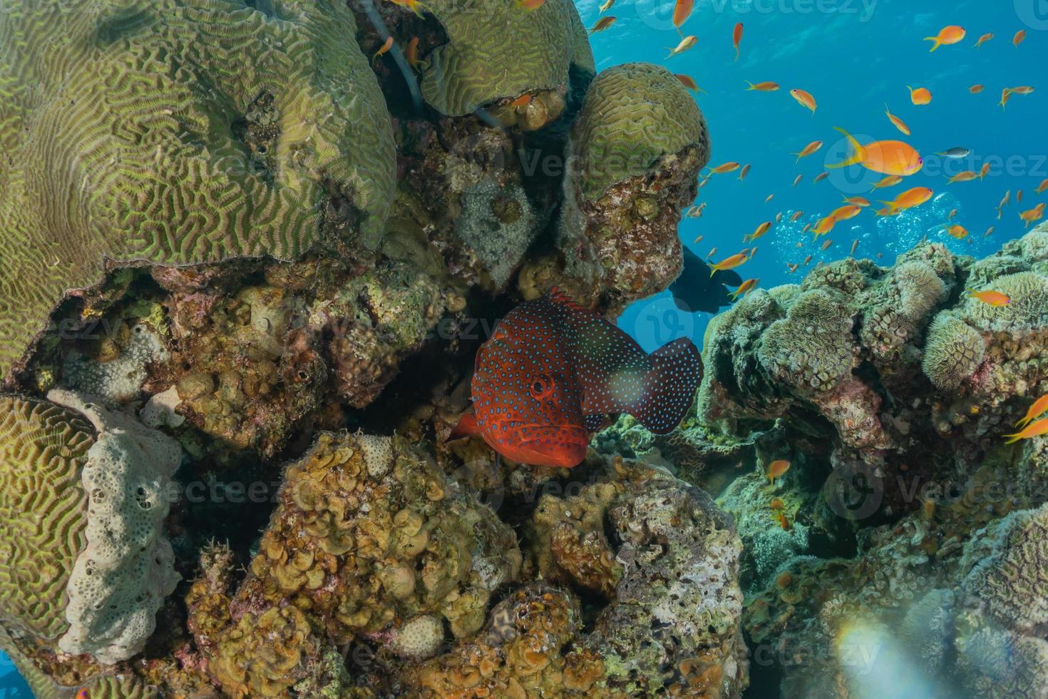 vissen zwemmen in de rode zee, kleurrijke vissen, eilat israel foto