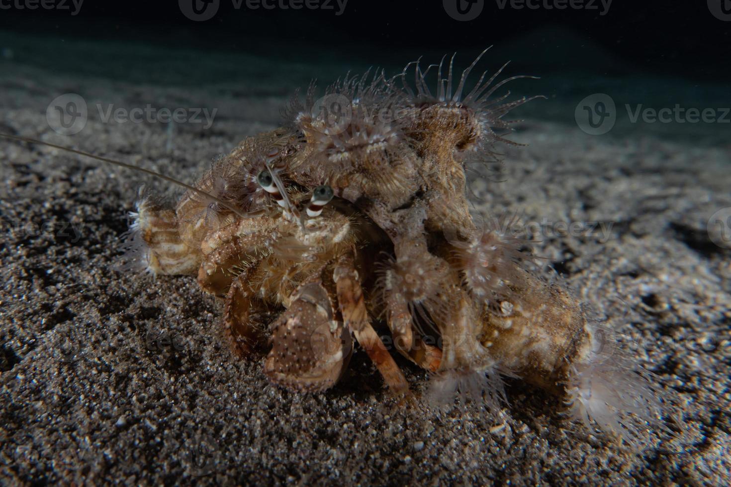 heremietkreeft in de rode zee kleurrijk en mooi, eilat israël foto