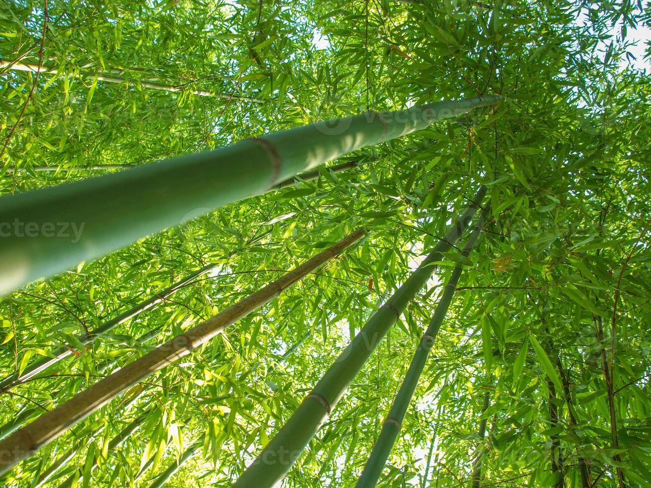 bamboe bomen van onderen foto