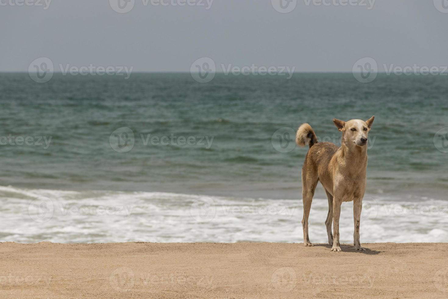 verdwaalde, behaarde hond op agonda beach in goa, india. foto