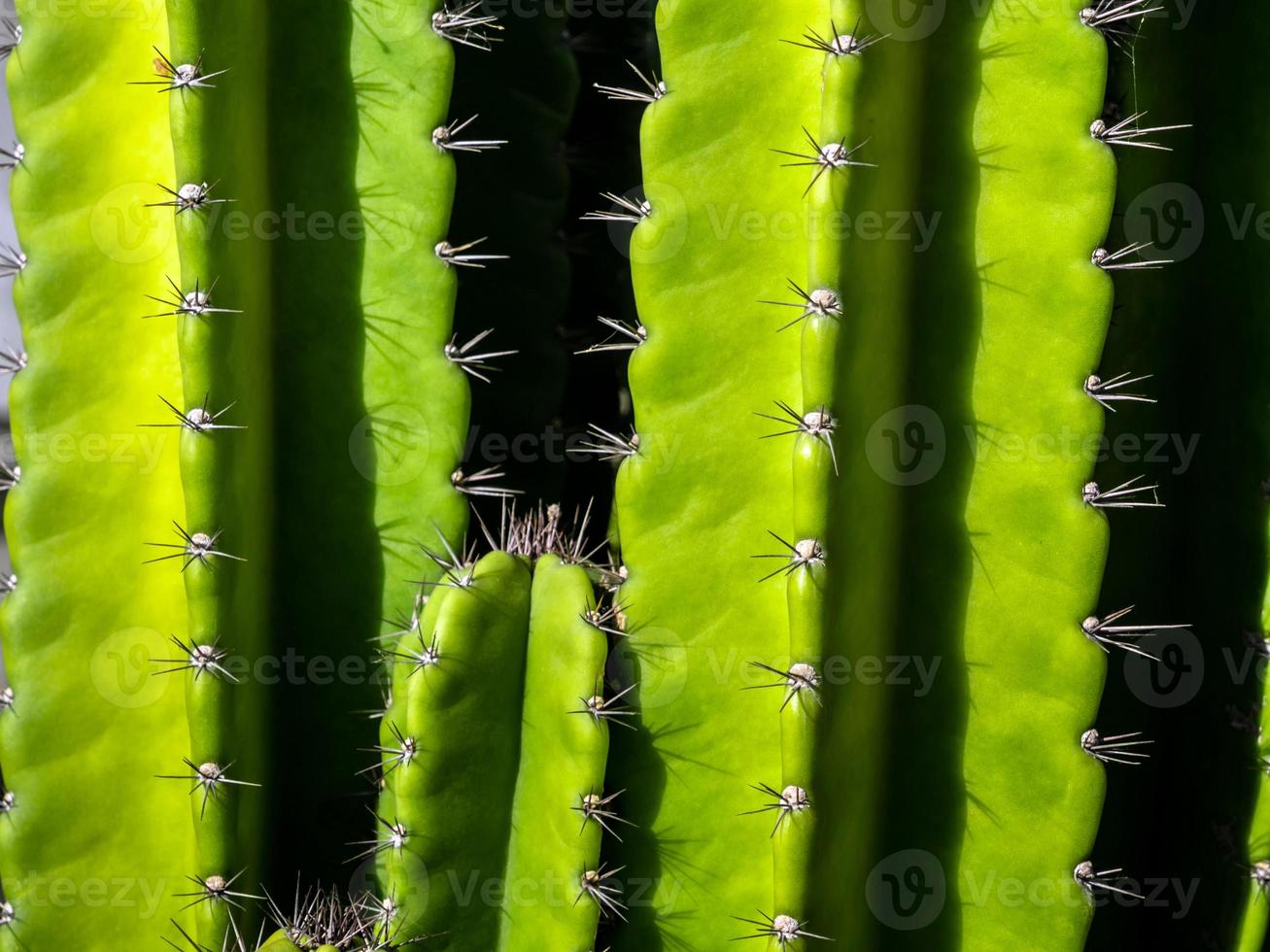 groene achtergrond door dikke stengels en stekelige stekels van cactus foto