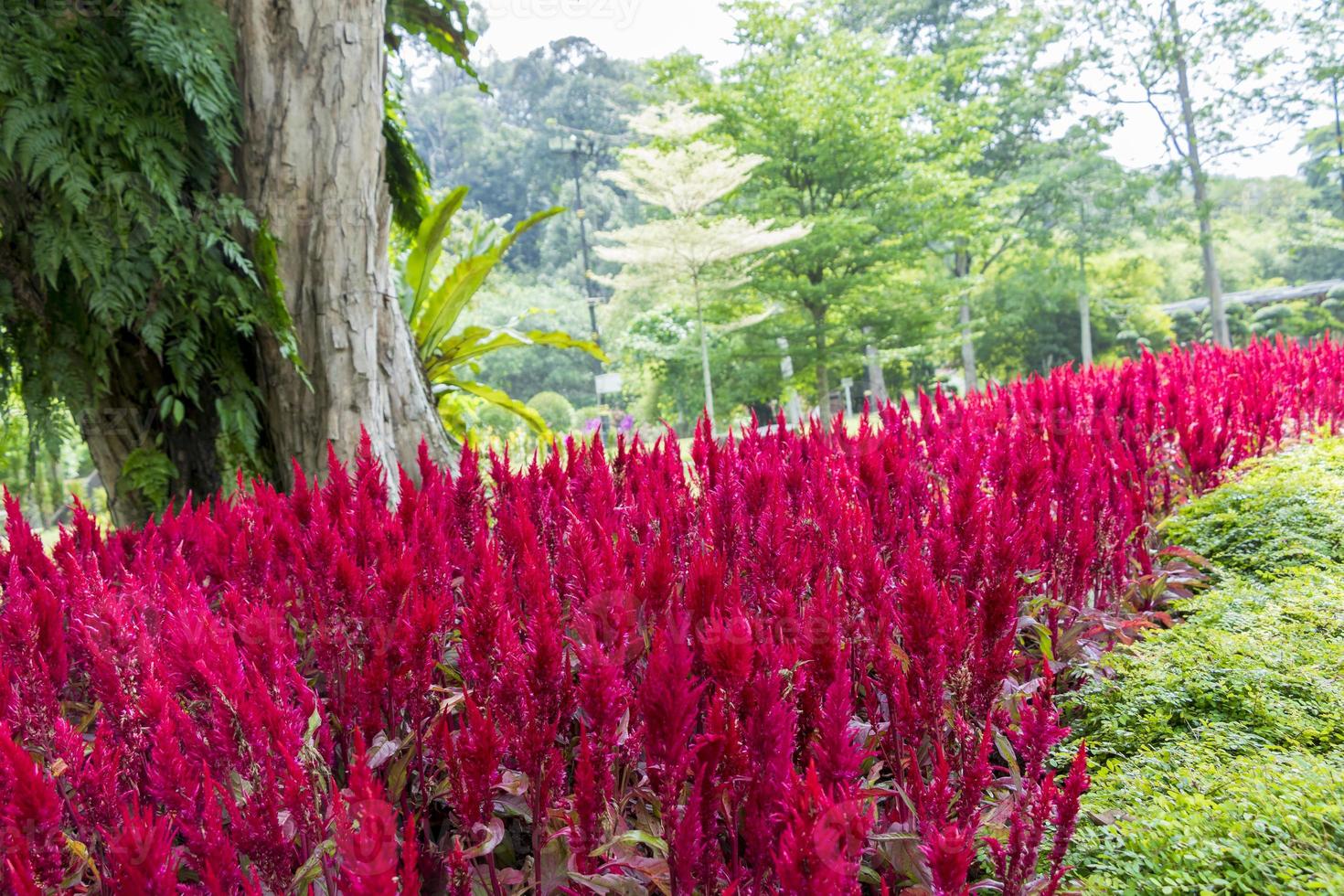 fel roze-rode planten, bloemen en enorme parkboom, maleisië. foto