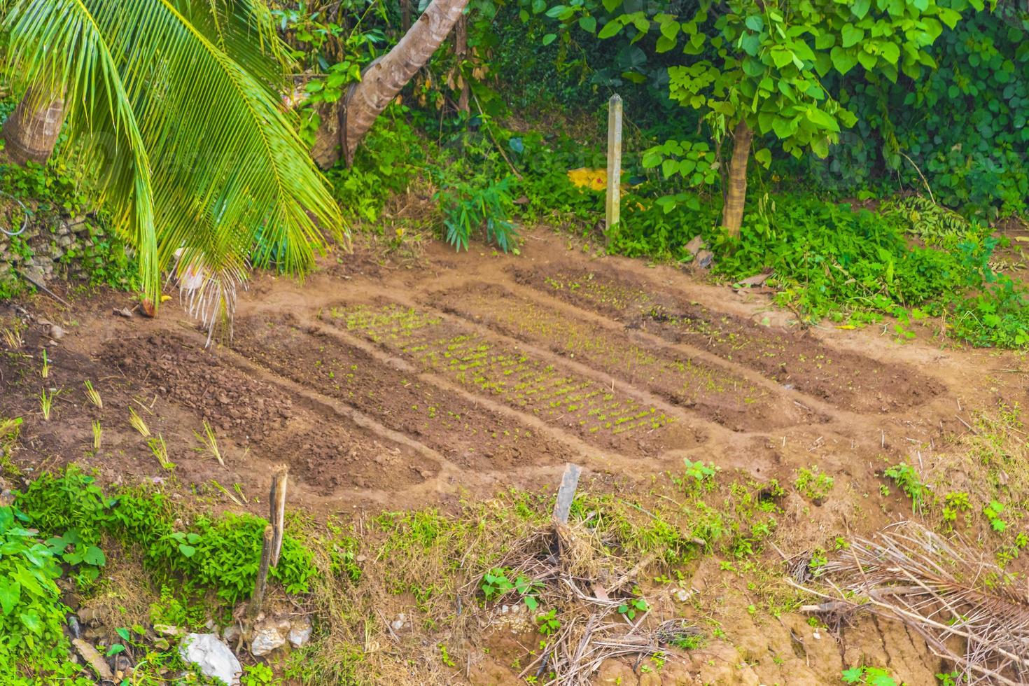 bed tuinen landbouw aan de mekong rivier luang prabang laos. foto