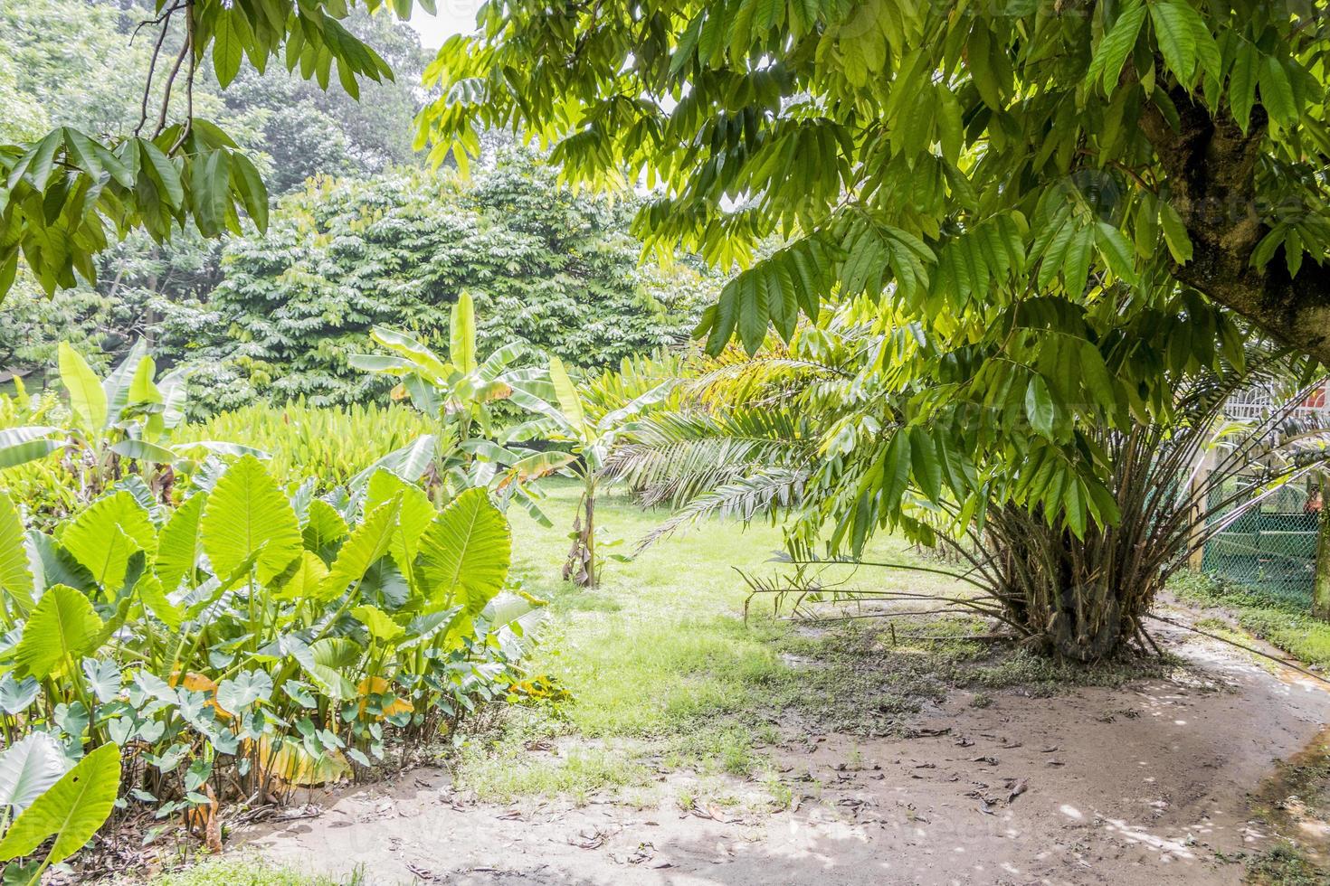 bos en park perdana botanische tuinen in kuala lumpur, maleisië. foto