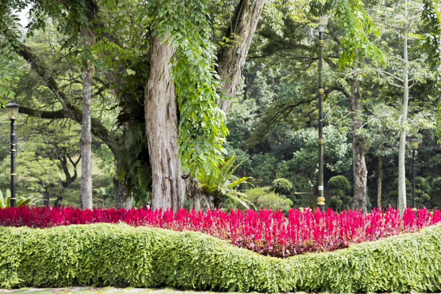 fel roze-rode planten, bloemen en enorme parkboom, maleisië. foto