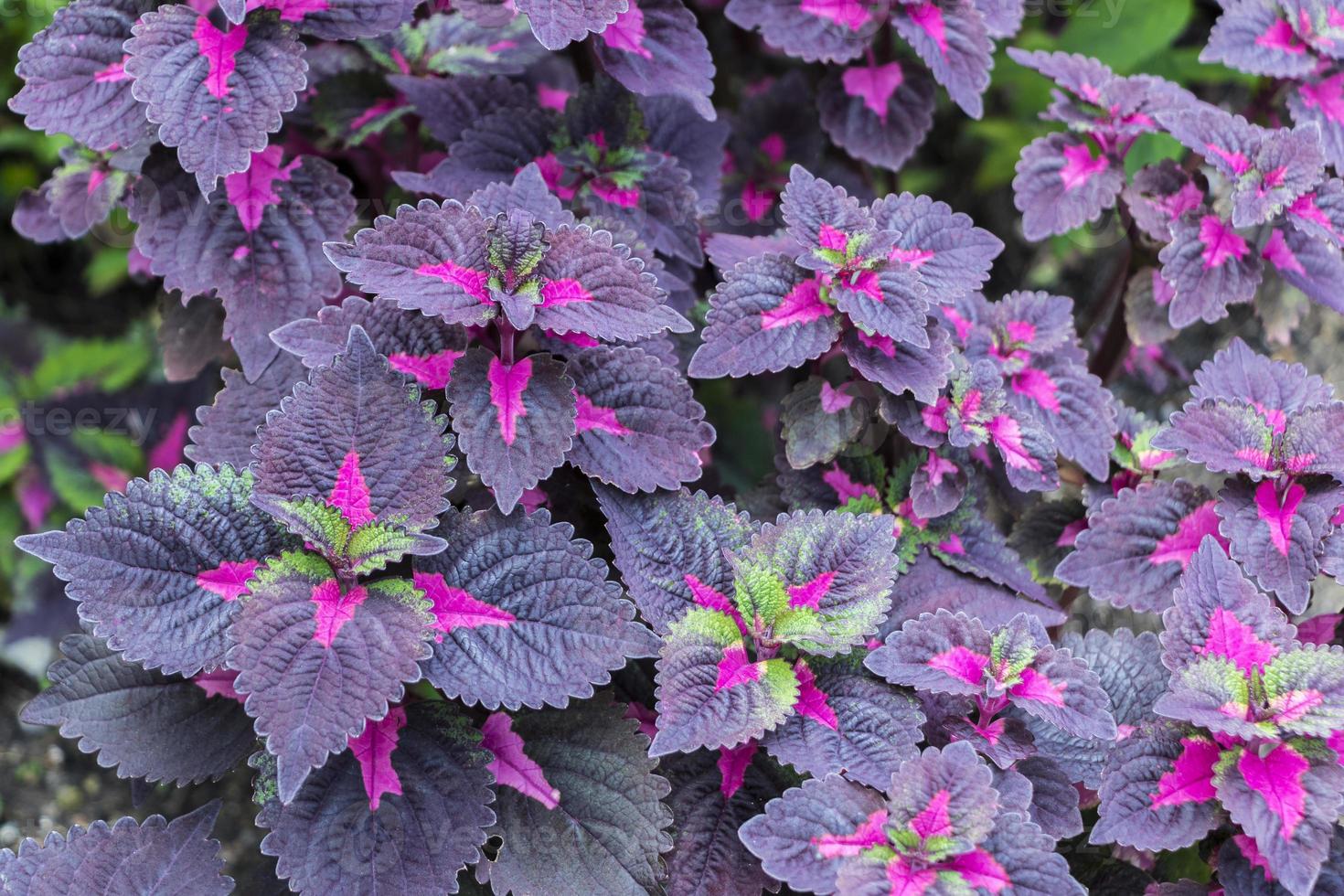 roze paarse groene coleus bij perdana botanische tuin, kuala lumpur. foto