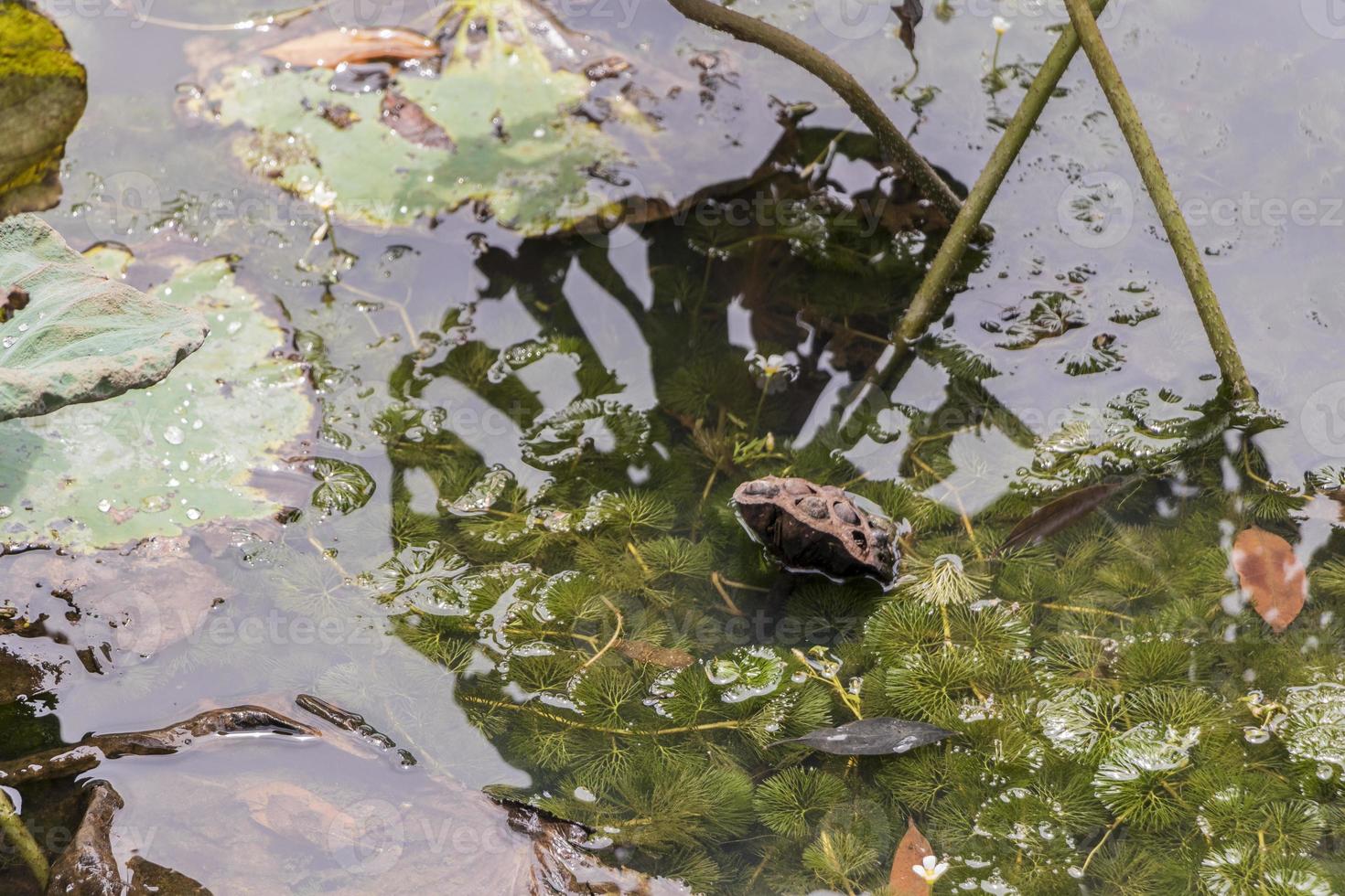 droog tropisch vijvermeer met waterplanten, perdana botanische tuin. foto