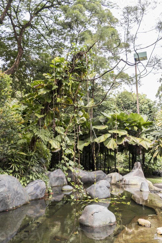 oasetuin in perdana botanische tuinen in kuala lumpur, maleisië. foto