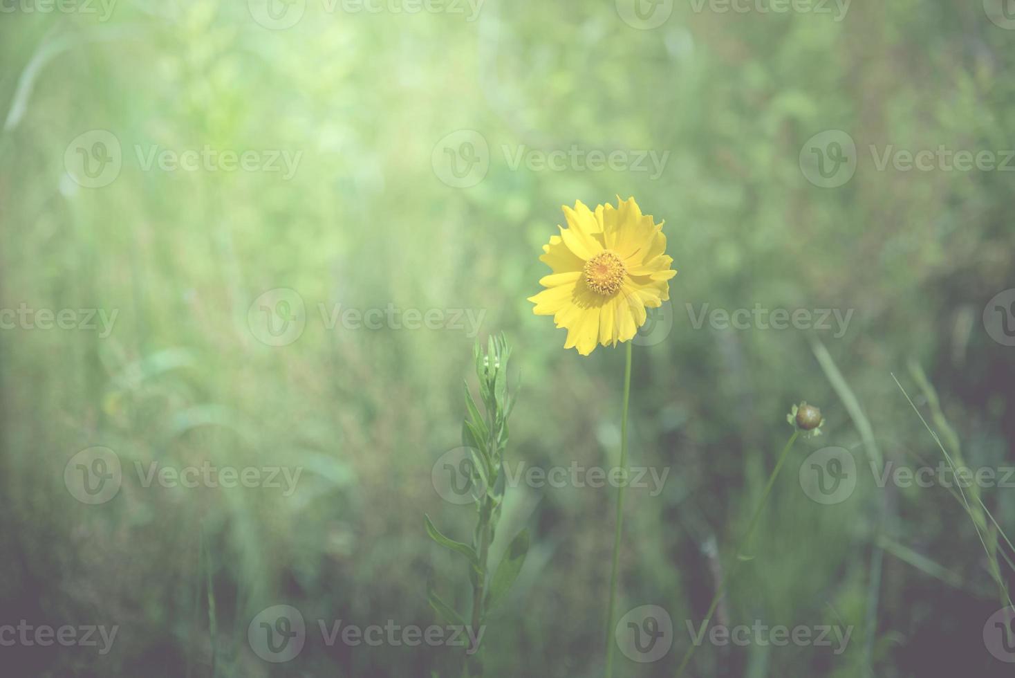 gele bloem in de lente achtergrond foto