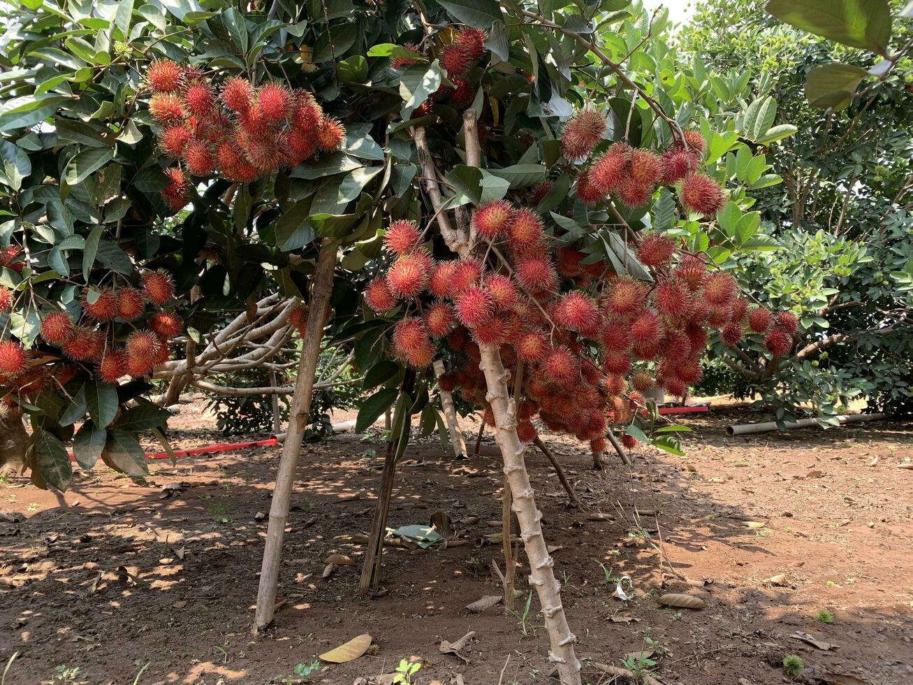 de ramboetan fruit is rijp, Daar zijn zo veel van hen dat ze tintje de grond. foto