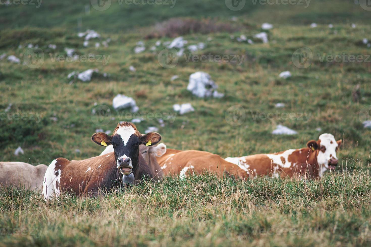 enkele koeien op de grond in de wei op de italiaanse alpen foto