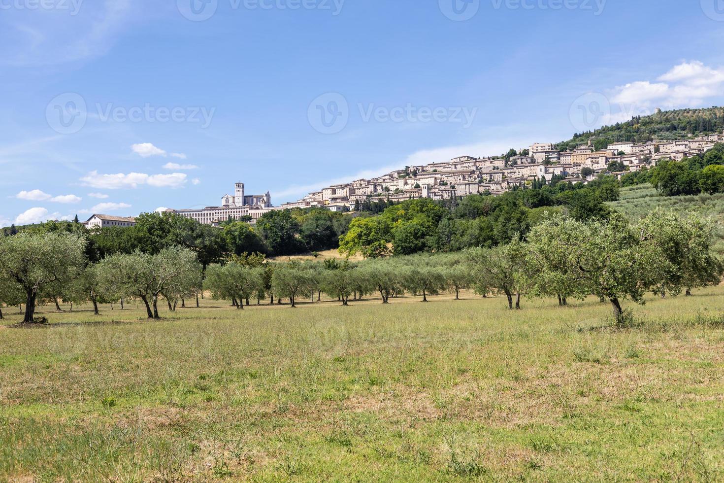 olijfbomen in het dorp Assisi in de regio Umbrië, Italië. foto