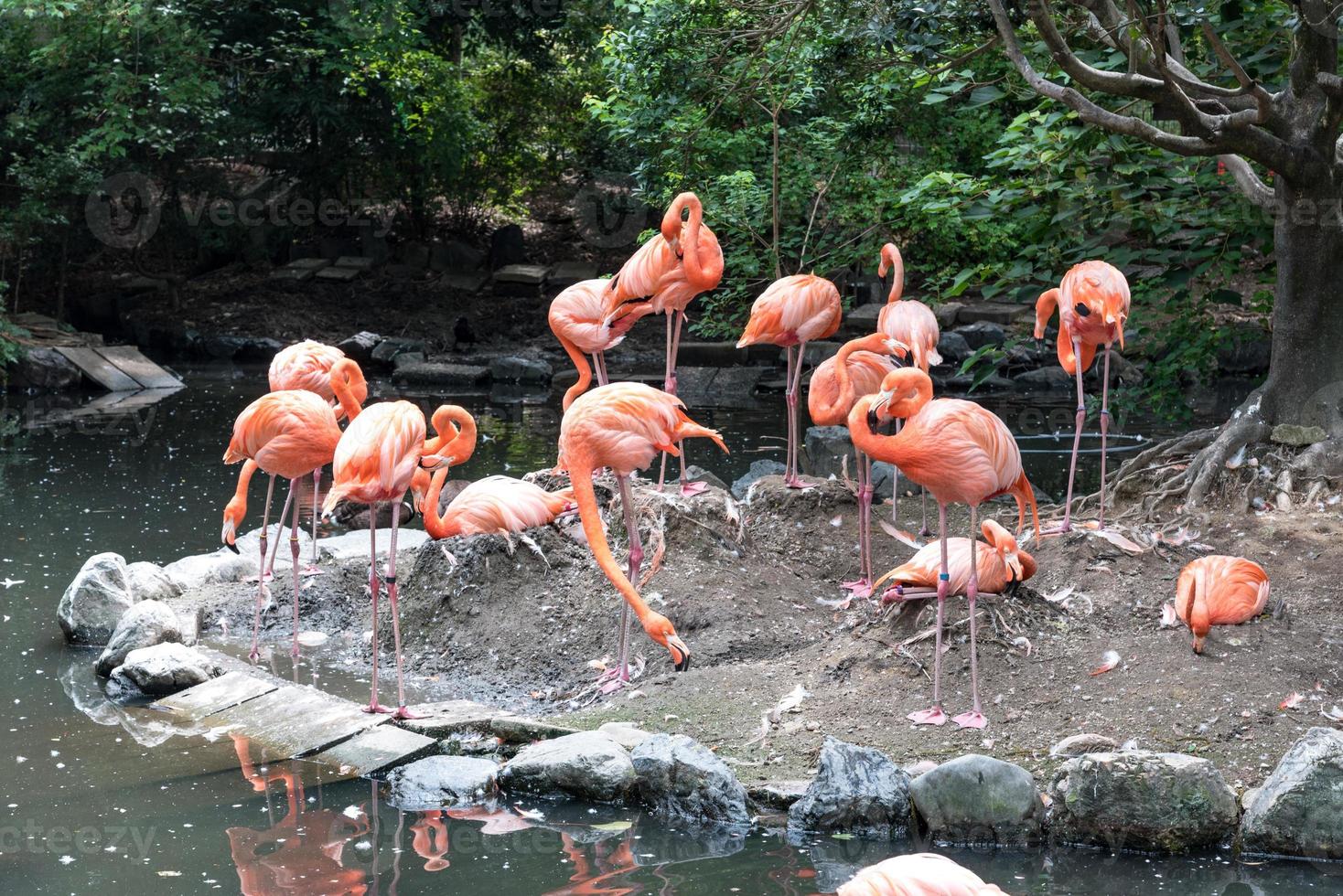 zwerm roze flamingo's in vijver foto