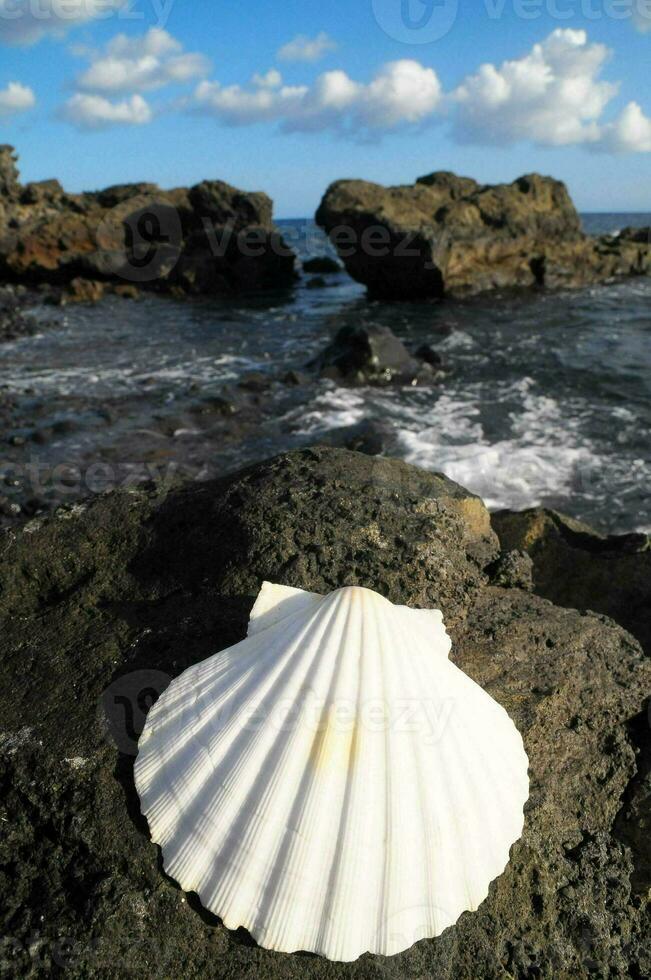 schelp Aan de kust foto