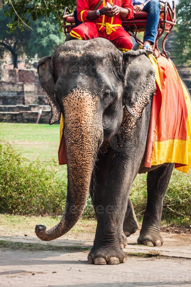 toeristen Aan een elefant rijden in de omgeving van de park in Ayutthaya, Thailand. foto