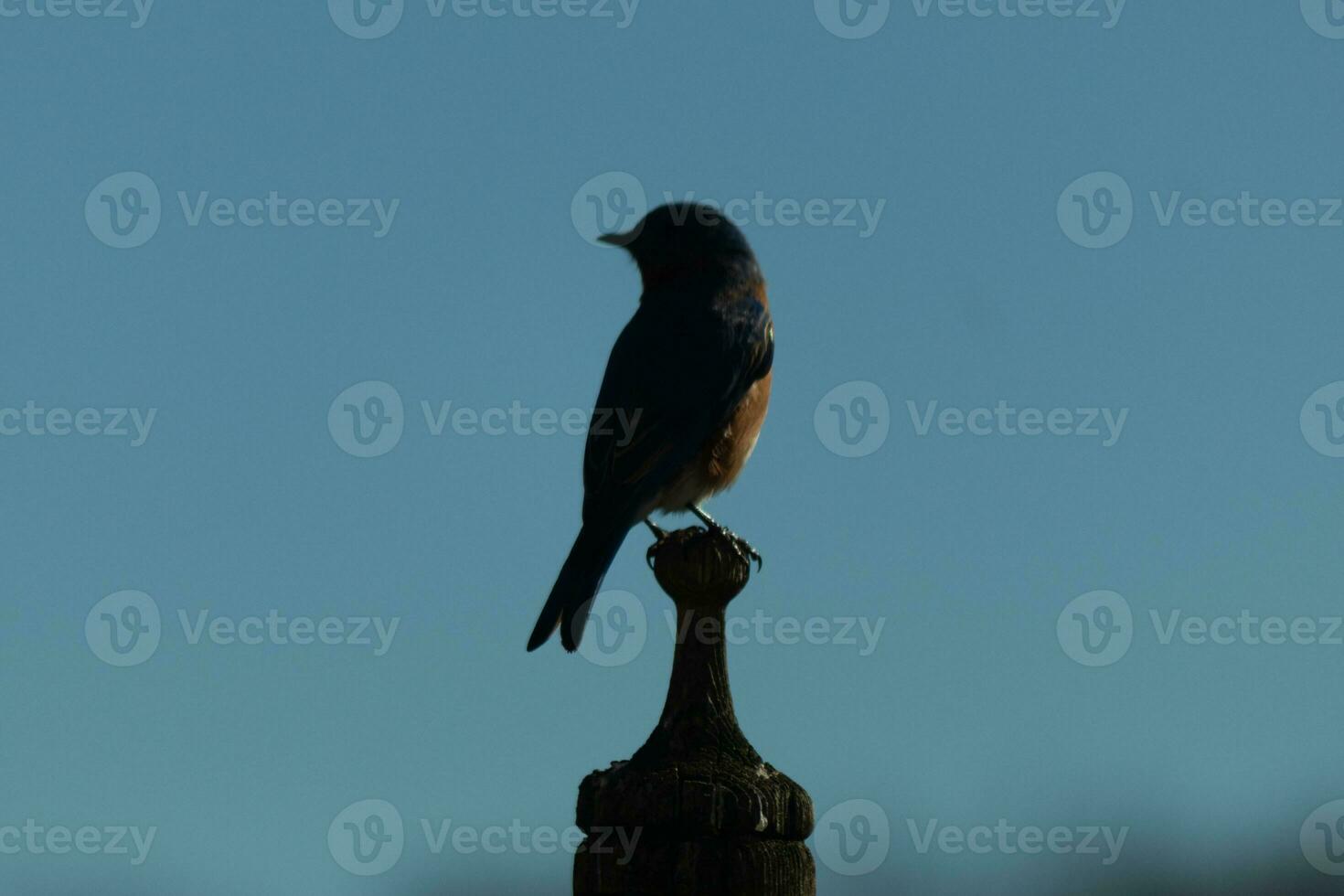 schattig weinig blauwe vogel kwam uit naar bezoek de houten vogelvoeder. zijn roestig oranje buik met een wit lap staat uit van zijn blauw hoofd. zijn donker ogen kijken aan de overkant de manier. deze weinig vogel is poseren. foto