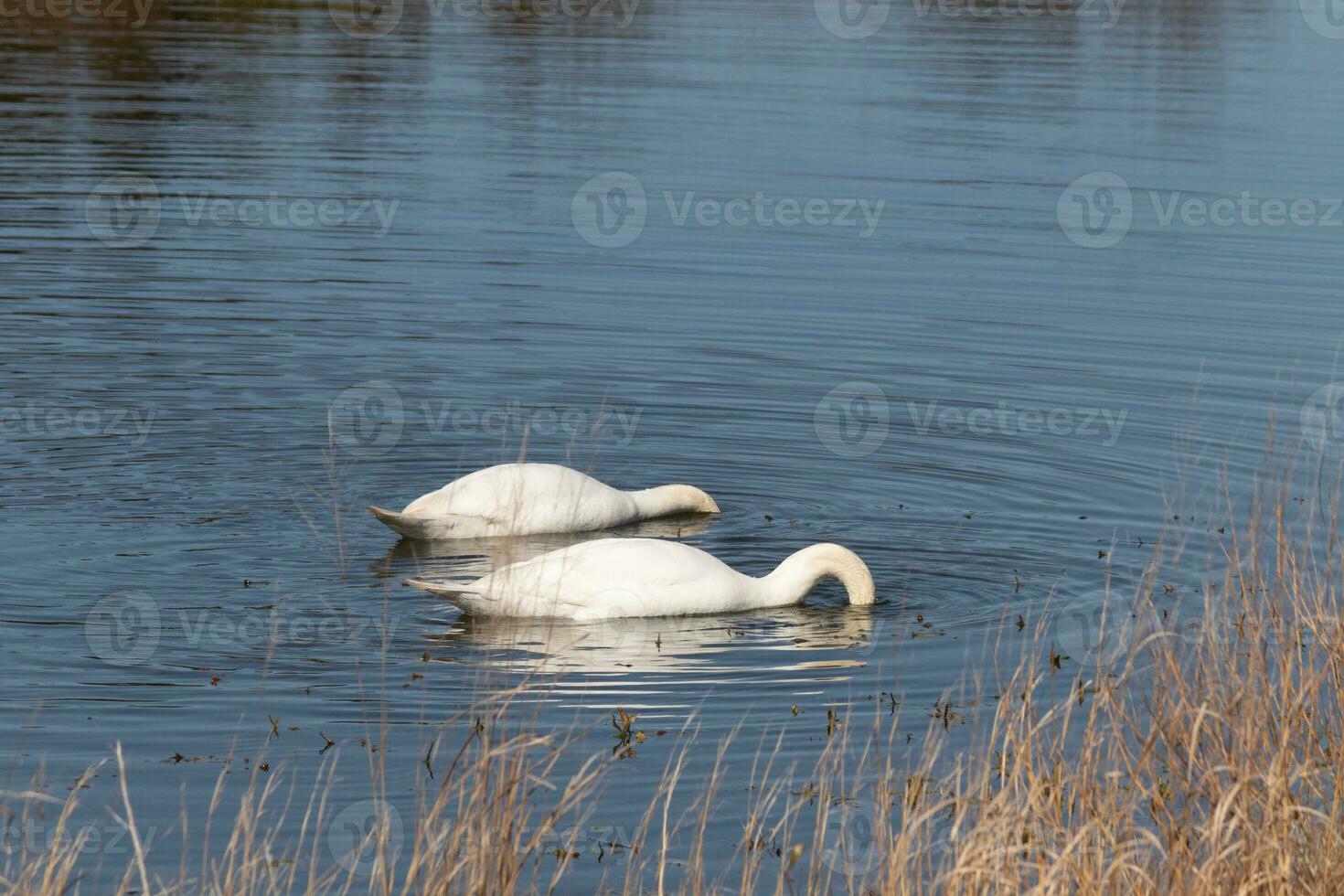 deze twee mooi zwanen waren drijvend aan de overkant de vijver wanneer ik nam deze afbeelding. mooi reflectie en rimpelingen komt eraan van hen. foto