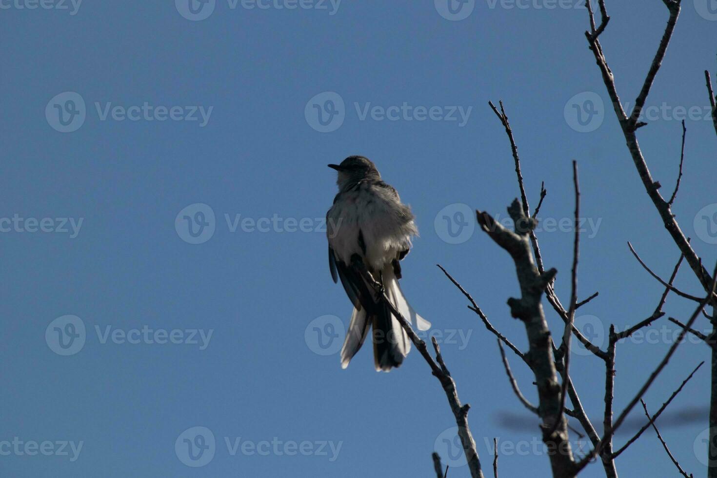 spotlijster neergestreken Aan takken van een boom. veren pluizig van de wind blazen hem. de grijs gevederte gebouwd naar mengsel in. de ledematen zijn kaal tonen de vallen seizoen. mooi blauw lucht in de achtergrond. foto