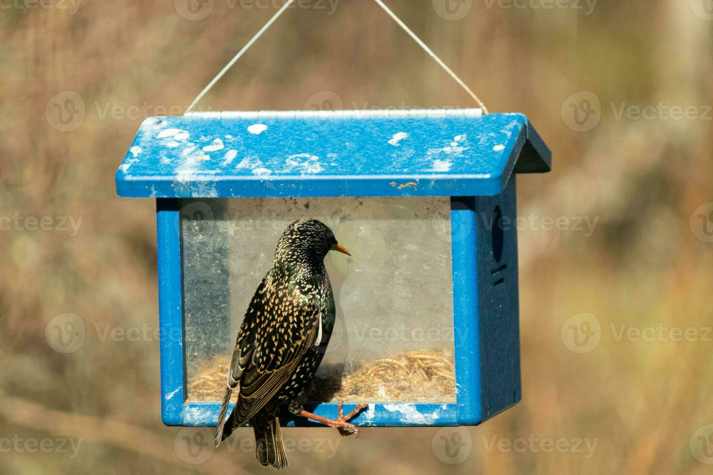 Europese spreeuw komt eraan naar bezoek de blauwe vogel voeder voor meelwormen. de vogel is zwart en heeft wit spikkel. de veren schijnen met een regenboog kleur Leuk vinden olie in water. deze zijn invasief soorten. foto