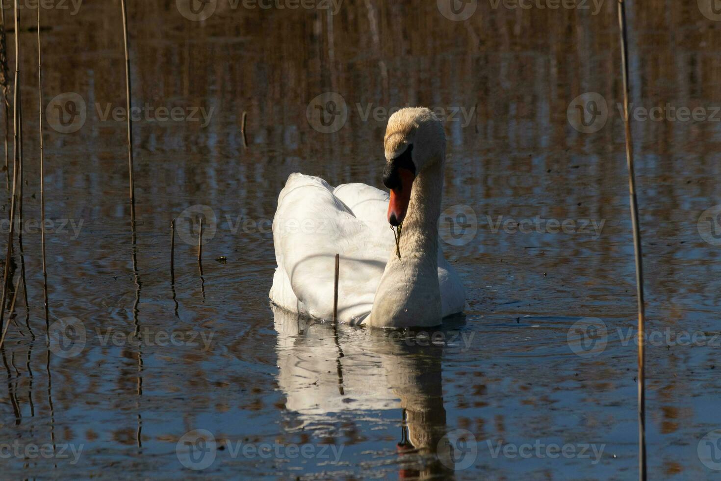 ik liefde de kijken van deze mooi wit zwaan zwemmen door deze vijver. de groot wit vogel lijkt heel vredevol. de reflectie onder deze vogel is werkelijk mooi in de nog steeds water. foto