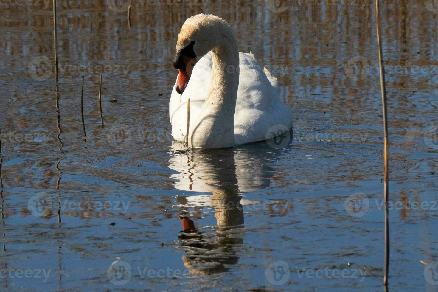 ik liefde de kijken van deze mooi wit zwaan zwemmen door deze vijver. de groot wit vogel lijkt heel vredevol. de reflectie onder deze vogel is werkelijk mooi in de nog steeds water. foto