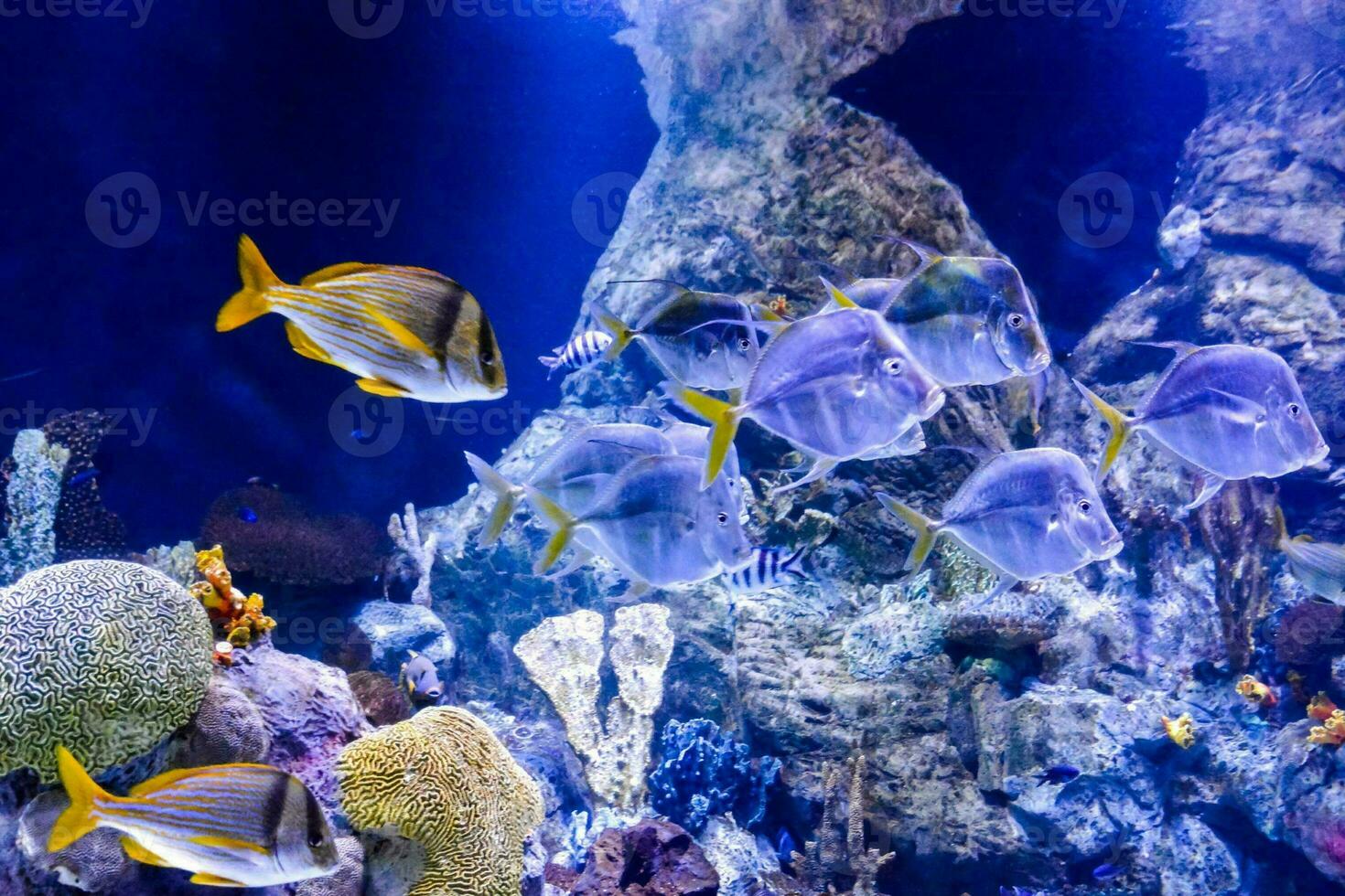 een groot aquarium met veel vis zwemmen in de omgeving van foto