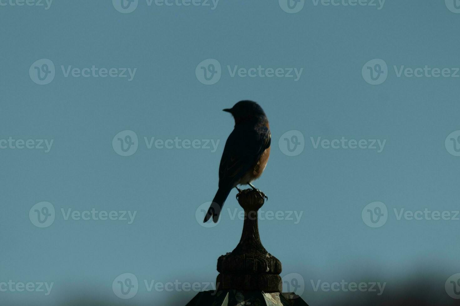 schattig weinig blauwe vogel kwam uit naar bezoek de houten vogelvoeder. zijn roestig oranje buik met een wit lap staat uit van zijn blauw hoofd. zijn donker ogen kijken aan de overkant de manier. deze weinig vogel is poseren. foto