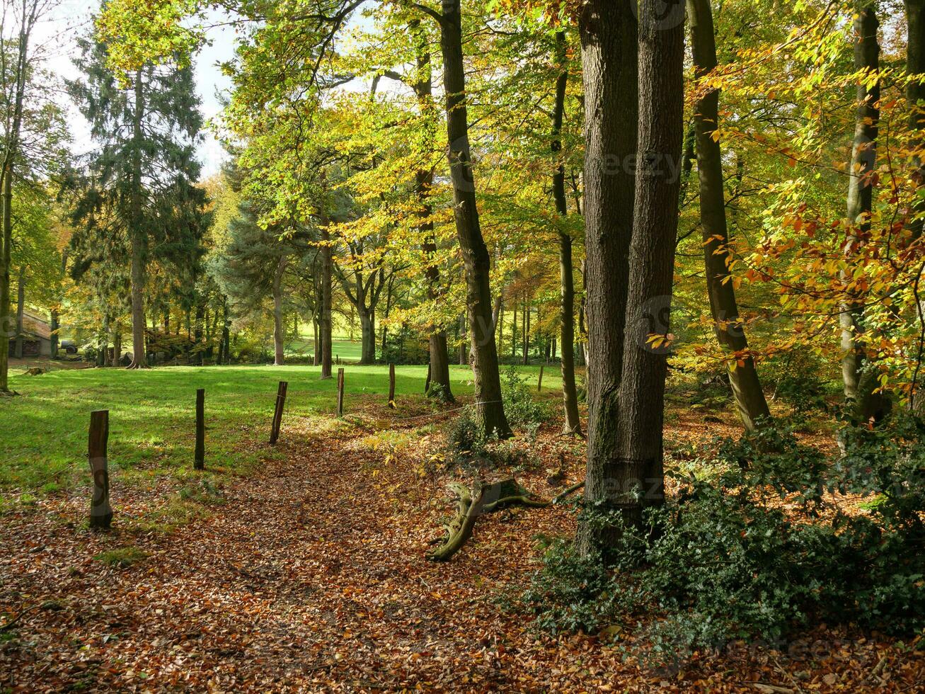 de Teutoburger Woud in Duitsland foto