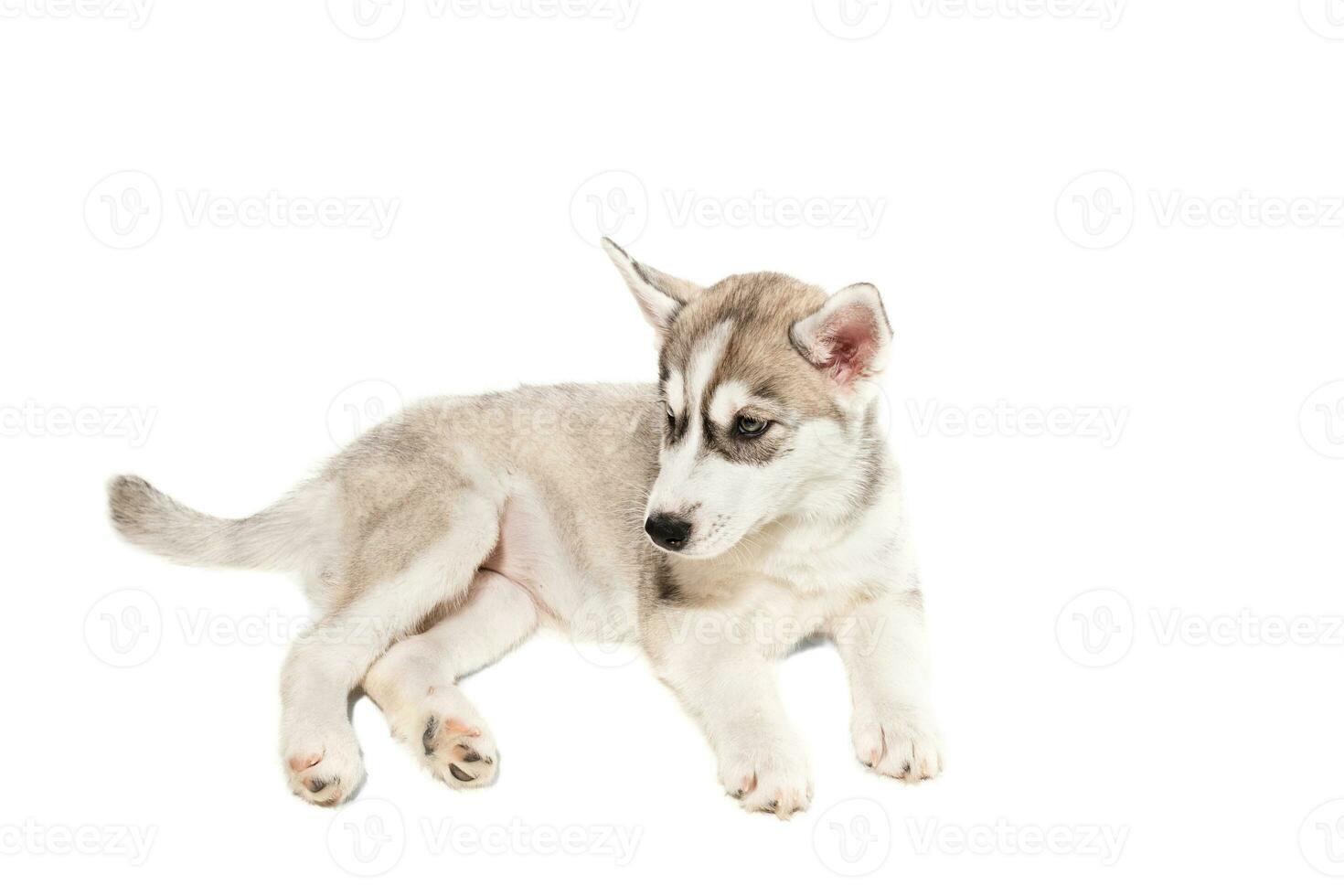 puppy Siberisch schor zwart en wit met blauw ogen Aan wit achtergrond foto