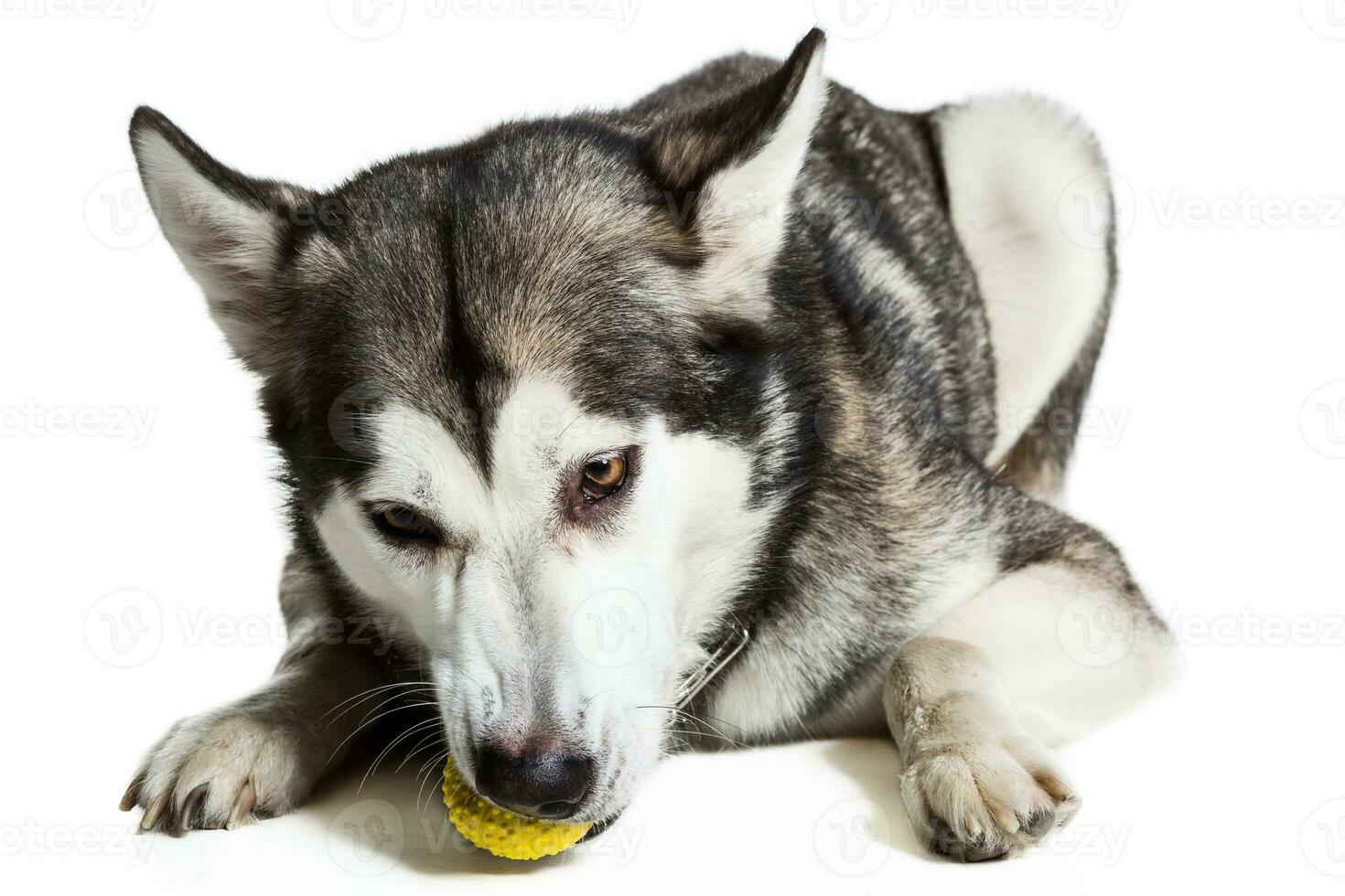 Alaska malamute aan het liegen Aan de verdieping met een speelgoed, geïsoleerd Aan wit foto