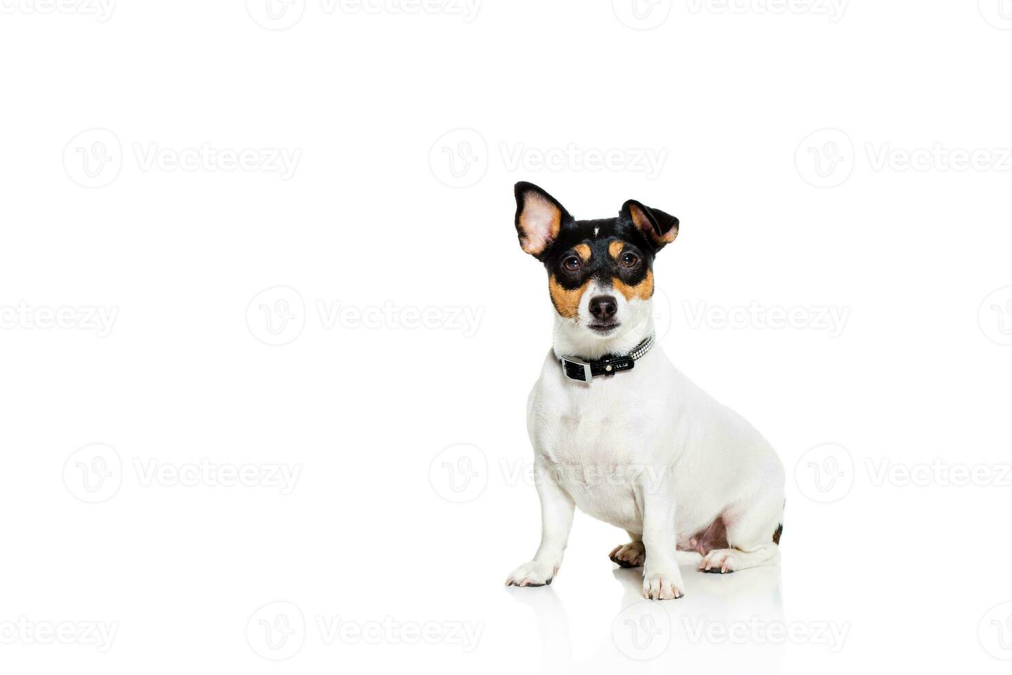 jack Russell terriër, geïsoleerd Aan wit foto