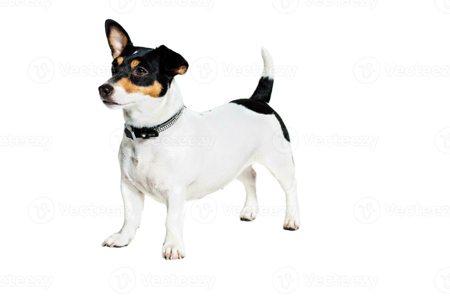 jack Russell terriër, geïsoleerd Aan wit foto