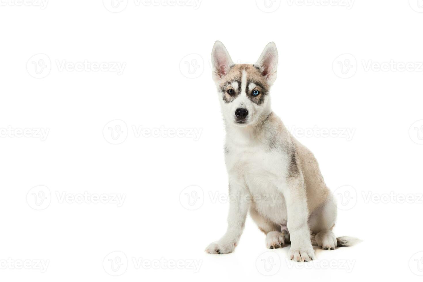 Siberisch schor puppy geïsoleerd Aan een wit achtergrond foto