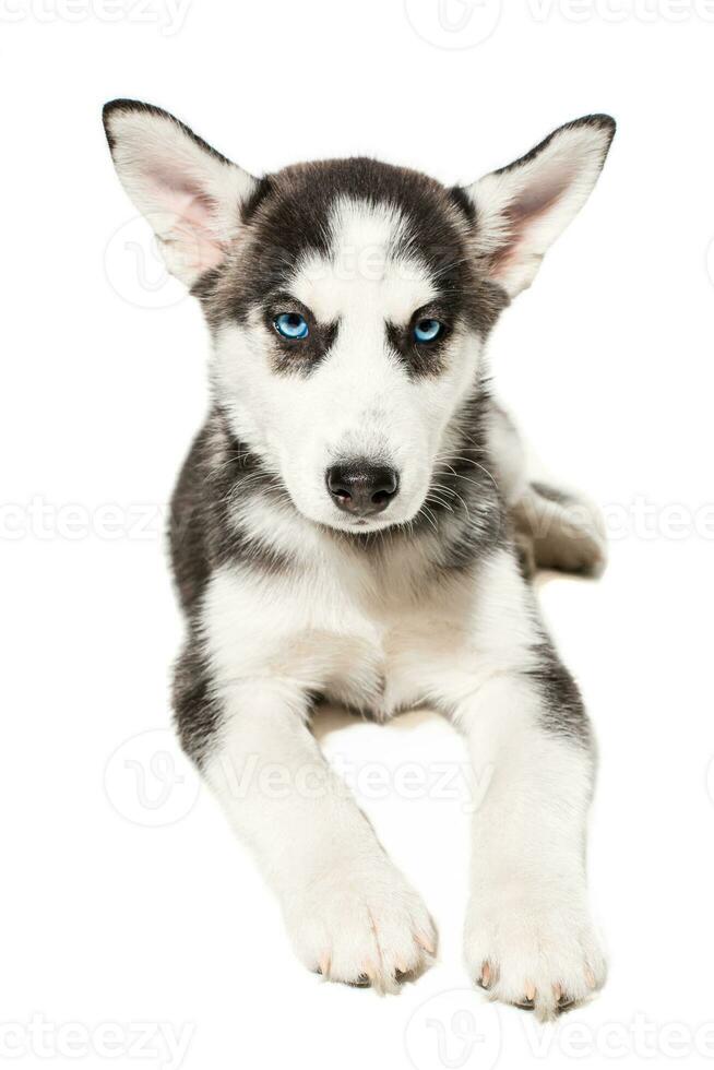 Siberisch schor puppy geïsoleerd Aan een wit achtergrond foto