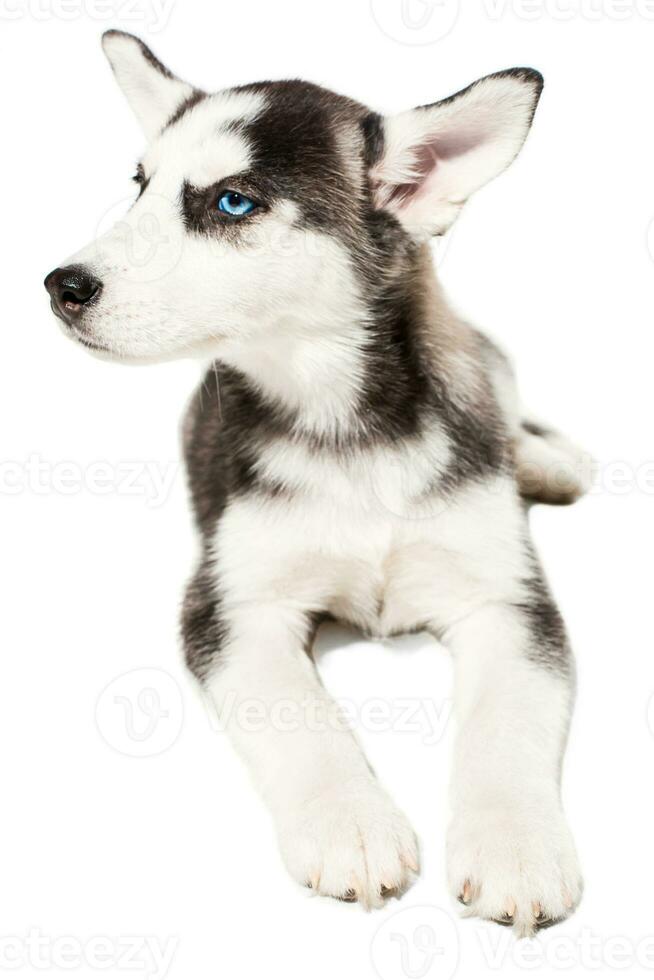 Siberisch schor puppy geïsoleerd Aan een wit achtergrond foto