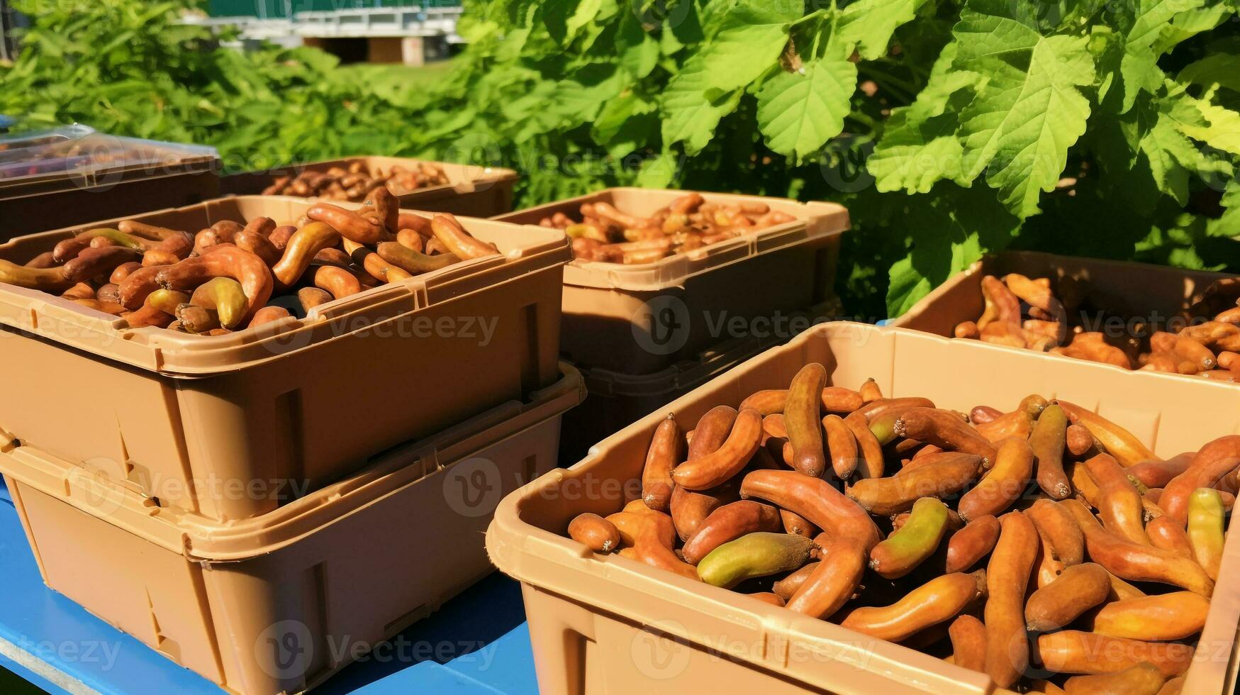 vers geplukt tamarinde fruit van tuin geplaatst in de dozen. generatief ai foto