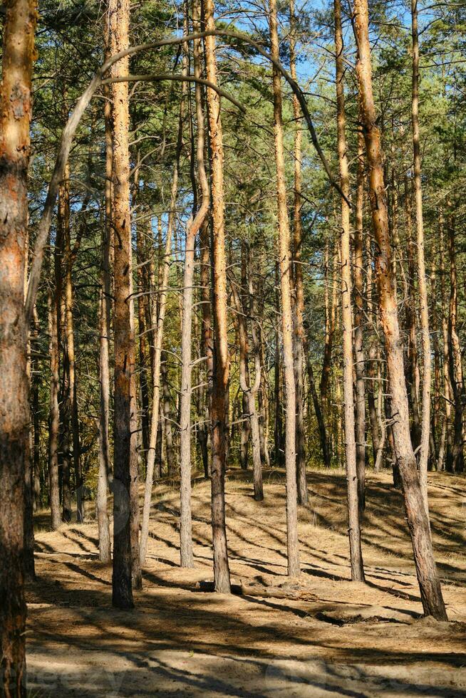 pijnboom Woud met de straal van de zon schijnend door de bomen. foto