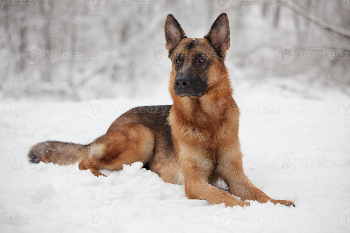 mooie herder liggend in de sneeuw foto