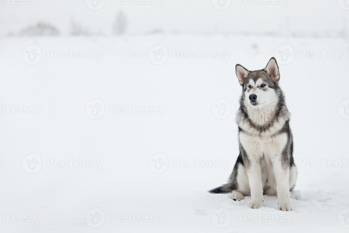 alaska malamute in de winter foto