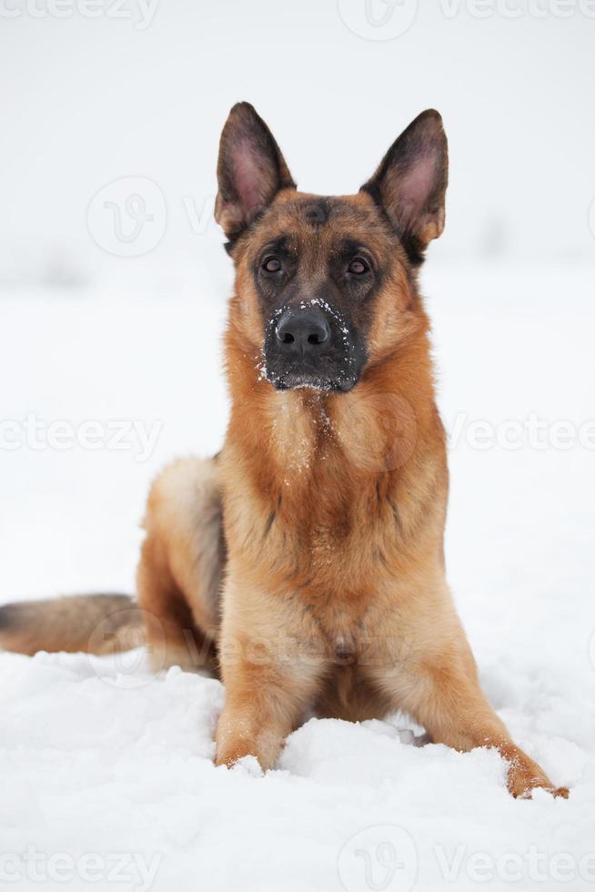 volwassen herder die ergens in de verte kijkt foto