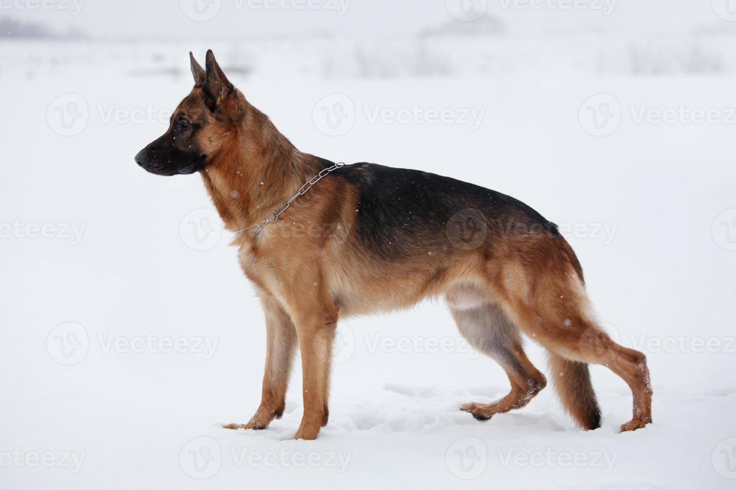 herder behoedzaam vooruitkijkend staande op sneeuw foto