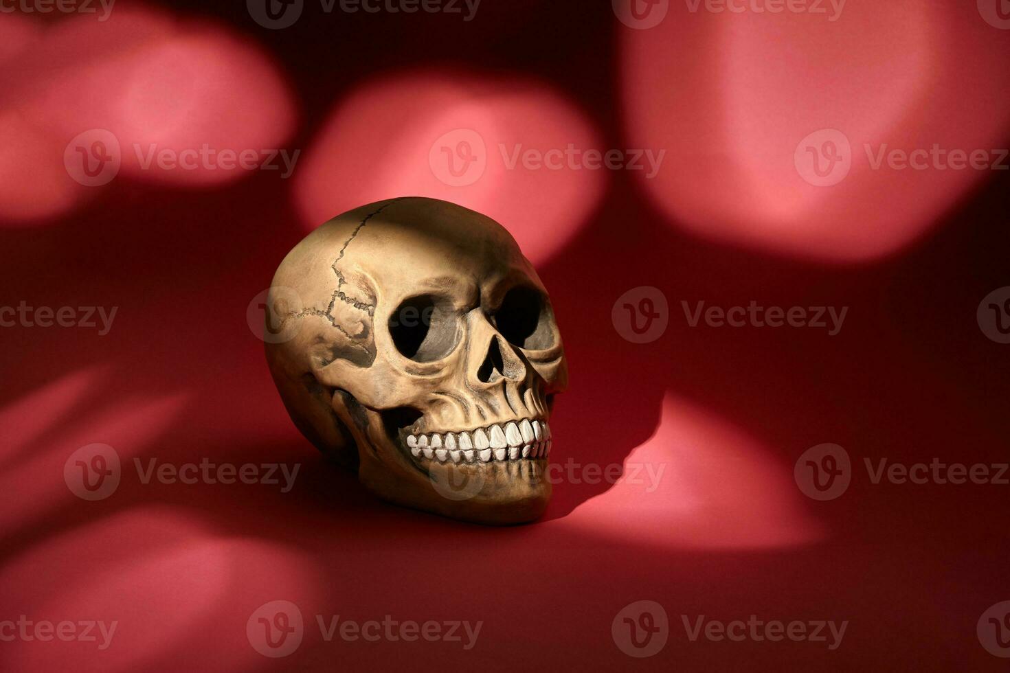 realistisch model- van een menselijk schedel met tanden Aan een rood gevlekte achtergrond. medisch wetenschap of halloween verschrikking concept. foto
