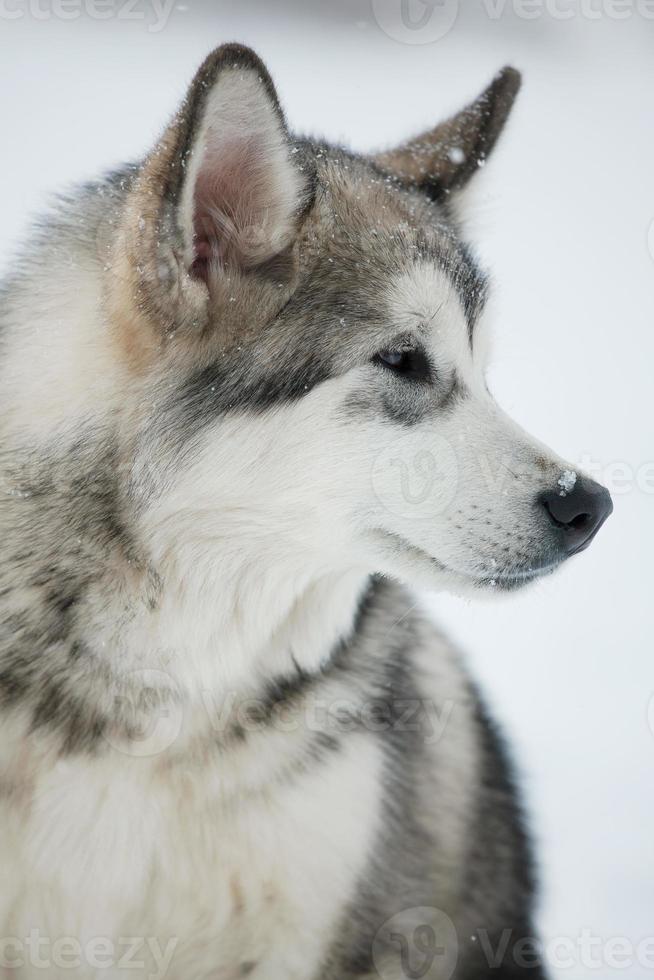 husky rashond in de winter foto