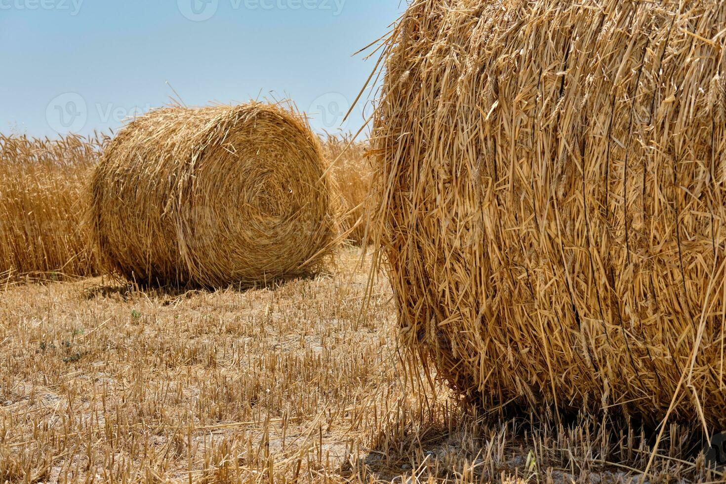 voor de helft geoogst rijp tarwe veld- met hooibergen in landelijk platteland. landschap met gouden aartjes. zomer oogst. agrarisch bedrijf concept. foto