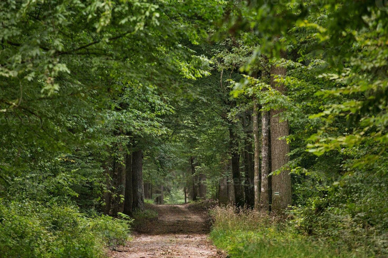 een sereen pad te midden van weelderig bos- gebladerte foto