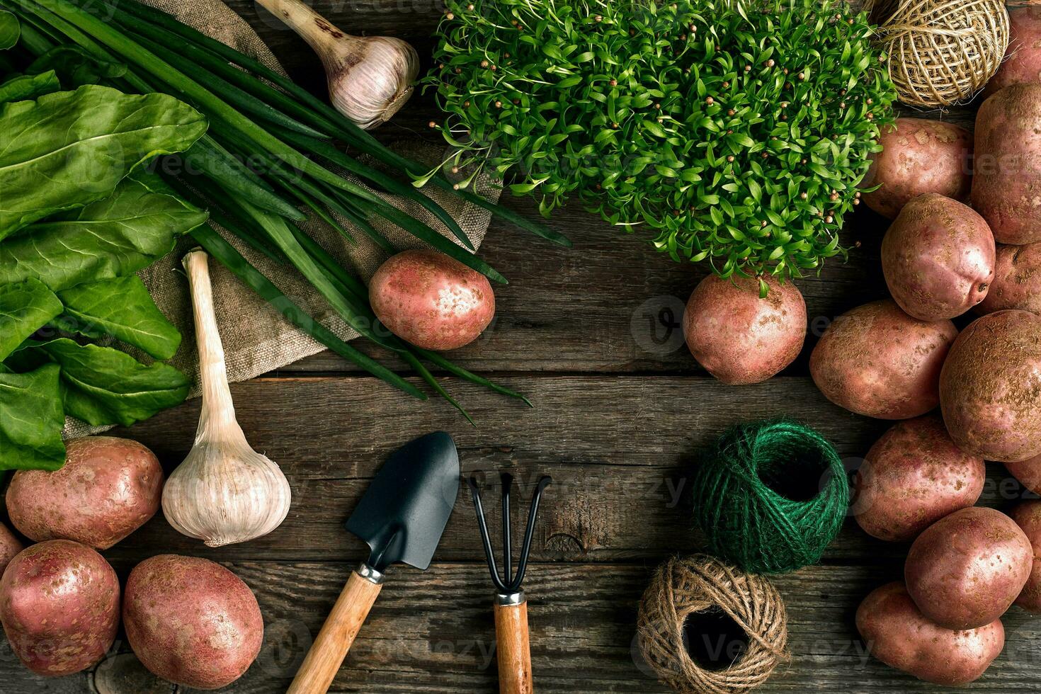 rood aardappelen Aan jute, knoflook met groen en een tuin spade en hark Aan een houten bruin achtergrond foto